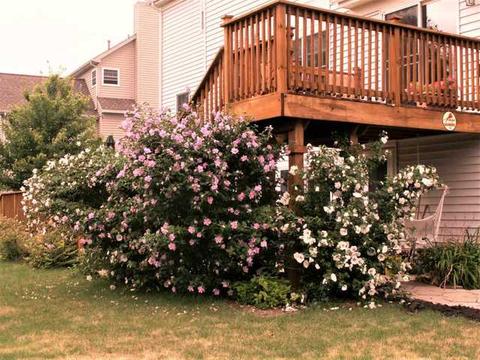 907 Angle Tarn, West Dundee, IL 60118 photo 31