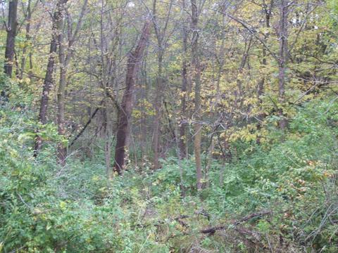 7511 N 2500 Ave, Walnut, IL 61376 photo 9