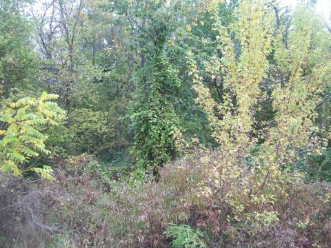 7511 N 2500 Ave, Walnut, IL 61376 photo 7