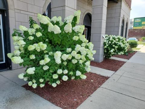 641 E Pershing Rd #203, Chicago, IL 60653 photo 4