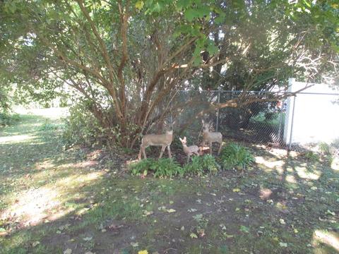 932 Augusta Ave, Elgin, IL 60120 photo 5