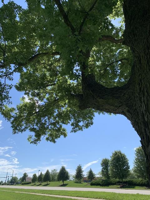 1030 S Annie Glidden Rd, Dekalb, IL 60115