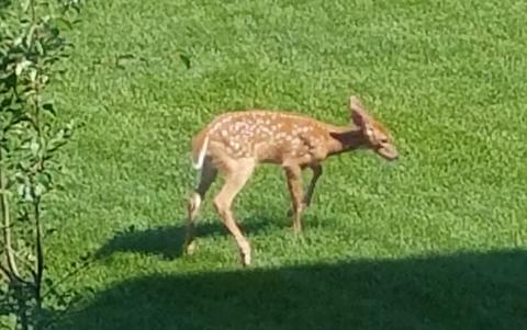 8 White Chapel Ct, Algonquin, IL 60102 photo 41