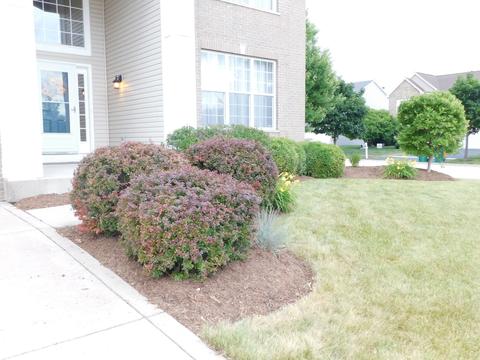 7505 Locust Ln, Plainfield, IL 60586 photo 5