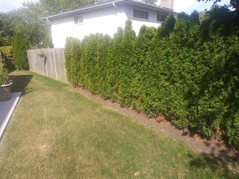 953 Willson Dr, Des Plaines, IL 60016 photo 41