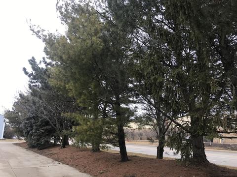 311 S Towanda Ave #3, Normal, IL 61761 photo 23