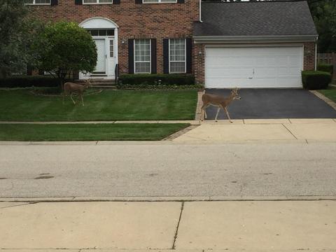 810 Old Oak Cir, Algonquin, IL 60102 photo 26