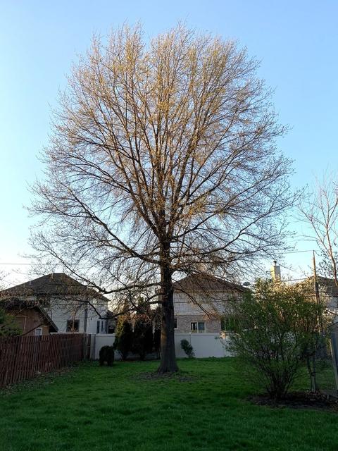 950 E Crest Ave, Addison, IL 60101 photo 2