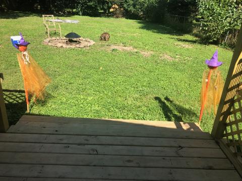 809 W Perry St, Belvidere, IL 61008 photo 8