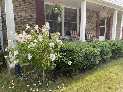 324 Beech Ct, Naperville, IL 60540 photo 32