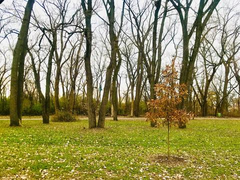1013 Mcdaniel Ave, Evanston, IL 60202 photo 3