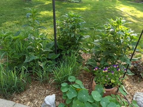 6712 Normandy Dr, Spring Grove, IL 60081 photo 26