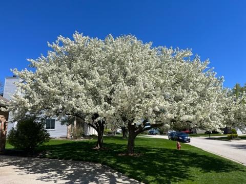 1312 Ironwood Cc Dr, Normal, IL 61761 photo 24