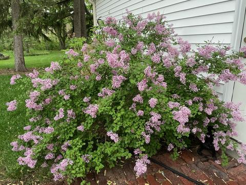 408 Lyon Ave, Wheaton, IL 60187 photo 33