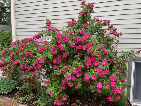 408 Lyon Ave, Wheaton, IL 60187 photo 34