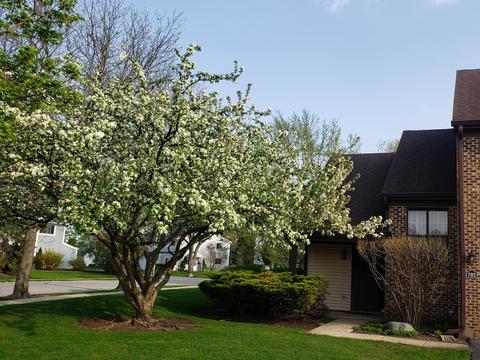 702 Sutton Cir, Wheeling, IL 60090 photo 29