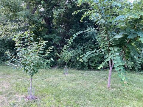 2 S254 Madison St, Wheaton, IL 60189 photo 39