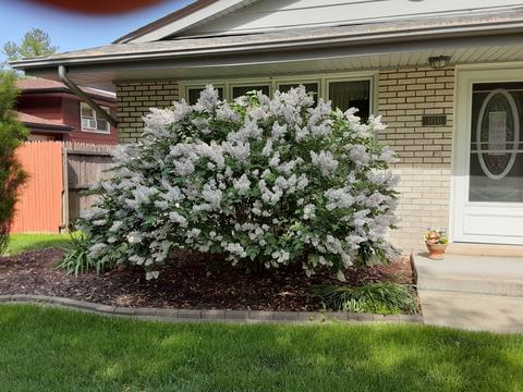14541 Kolin Ave, Midlothian, IL 60445 photo 20
