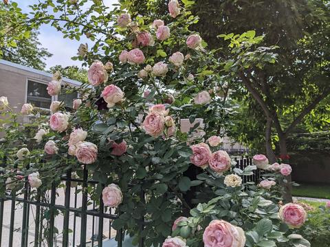 1373 E 55th Pl, Chicago, IL 60637 photo 29
