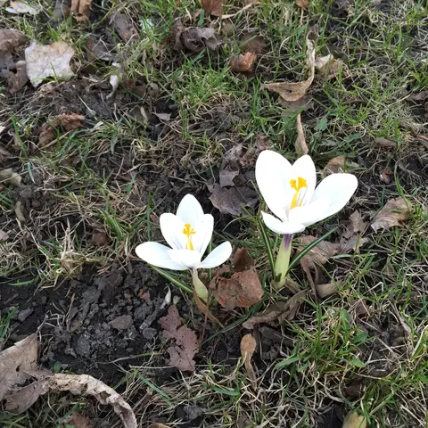 1819 S Kostner Ave, Chicago, IL 60623