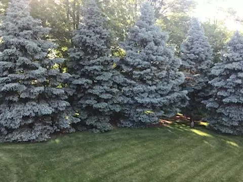 13602 Lucca Forest Dr, Bloomington, IL 61705 photo 61
