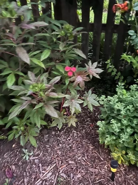Exterior - 58 Ivanhoe Ln, Cary, IL 60013 photo 9 of 16