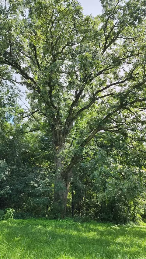 20105 Oak Grove Rd, Harvard, IL 60033 photo 59