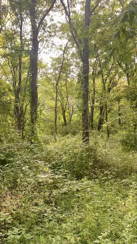 0 1250 N Ave, Buda, IL 61314 photo 5