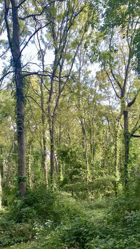 0 1250 N Ave, Buda, IL 61314 photo 6