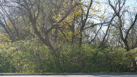 921 Maple Ave, Lisle, IL 60532