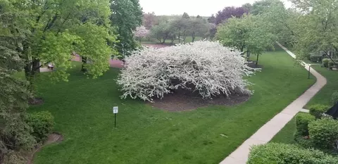 Other - 114 E Bailey Rd #L, Naperville, IL 60565 photo 4 of 4
