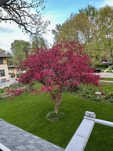 809 Douglas Ave, Elgin, IL 60120 photo 36
