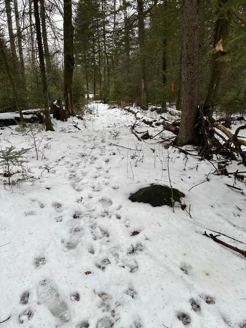 lot2 Branch Rd, Tomahawk, WI 54487 photo 16