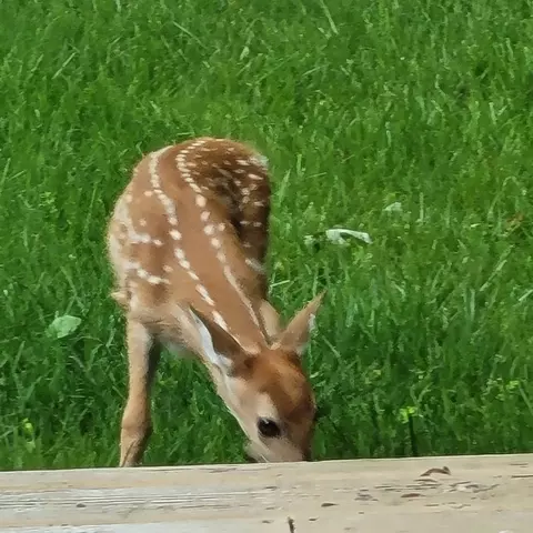 1756 Winaki Trl, Algonquin, IL 60102 photo 38