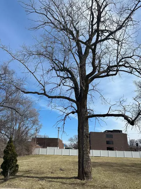 8010 S Oconto Ave, Bridgeview, IL 60455 photo 3