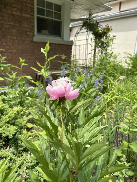 2417 Lyons St, Evanston, IL 60201 photo 31