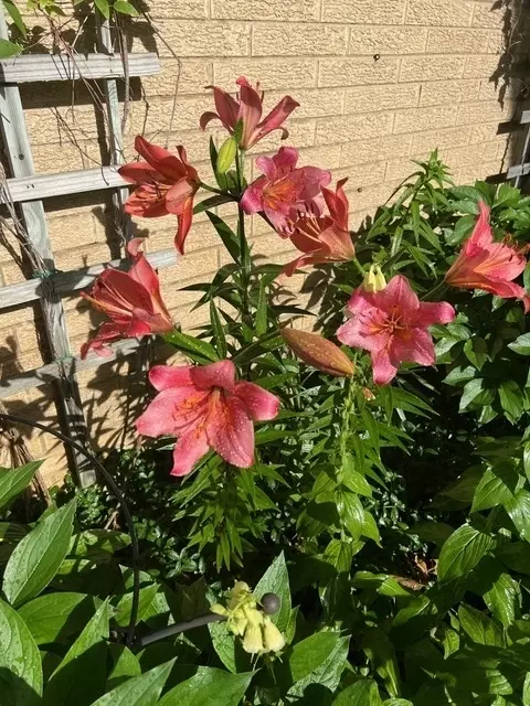 Other - 187 E Thompson Dr, Wheaton, IL 60189 photo 10 of 11