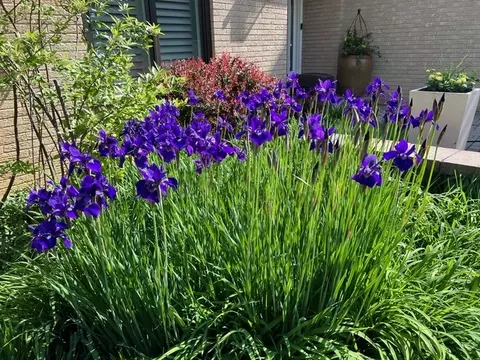 Exterior - 187 E Thompson Dr, Wheaton, IL 60189 photo 12 of 15