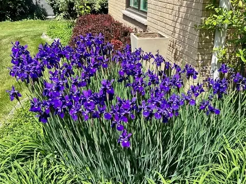 Other - 187 E Thompson Dr, Wheaton, IL 60189 photo 7 of 11