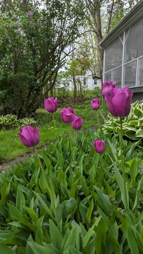 Other - 817 Chestnut Ave, Dixon, IL 61021 photo 5 of 5