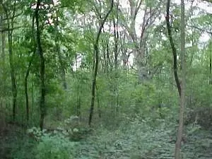 35 W247 Fox River Dr, Saint Charles, IL 60174