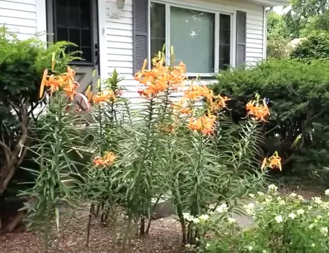 Other - 6 S151 Old Eola Rd, Eola, IL 60519 photo 3 of 14