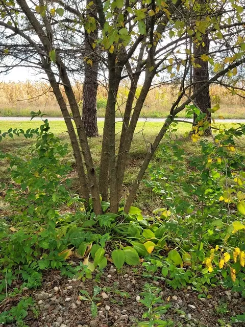47 Partridge Ln #47PART, Beecher, IL 60401 photo 6