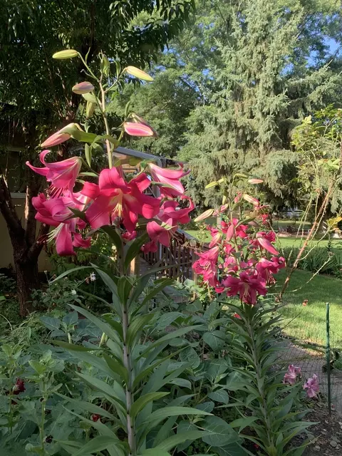 Other - 10 N836 Maple St, Elgin, IL 60123 photo 5 of 6