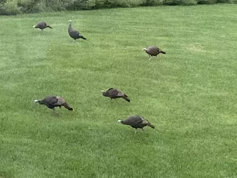 Other - 1200 E James B Young Rd, Galva, IL 61434 photo 13 of 17