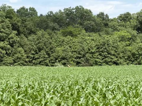 Other - 0 Landmark Rd, Iuka, IL 62899 photo 15 of 25
