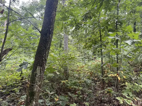 Exterior - 000 Iuka Rd, Iuka, IL 62849 photo 4 of 12