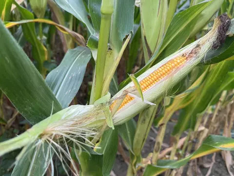 Other - 000 Iuka Rd, Iuka, IL 62849 photo 22 of 23