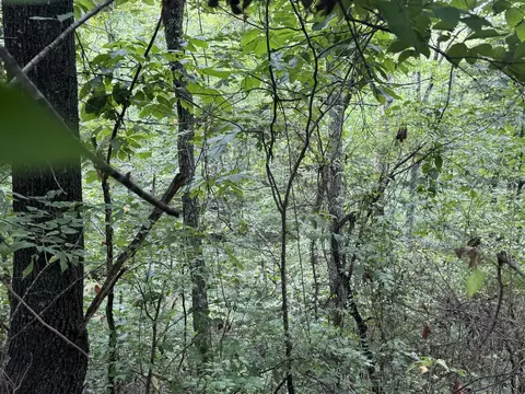 Other - 000 Iuka Rd, Iuka, IL 62849 photo 3 of 23