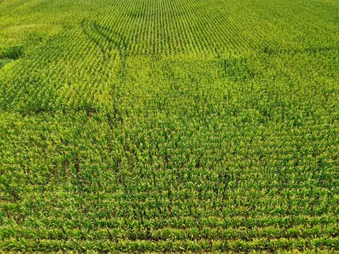 Other - 000 Iuka Rd, Iuka, IL 62849 photo 20 of 23